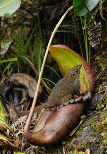 tupaia rajah
